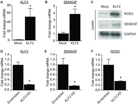 Sema F Is Induced By Klf A B Quantitative Qpcr Analysis Of Klf A