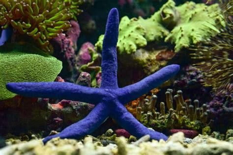 Types Of Saltwater Starfish To Add Sparkle To Your Tank