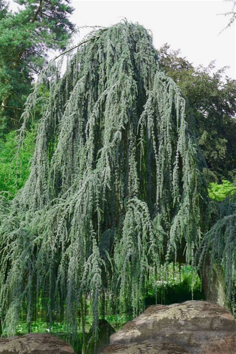 Weeping Blue Atlas Cedar | FREE SHIPPING | Wilson Bros Gardens | 2 ...