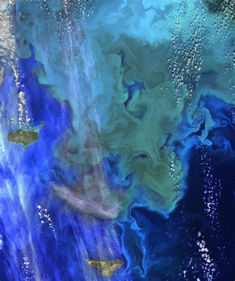 How Tiny Imbalances Result in Massive Phytoplankton Blooms