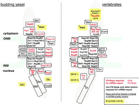 Nucleoporins and nuclear pore complex (NPC)-associated proteins ...