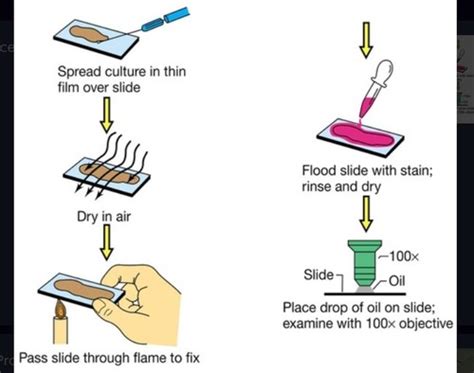 Simple Stain Vs Negative Stain Flashcards Quizlet