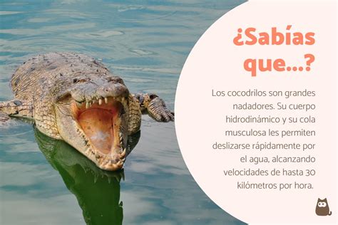 Conoce Todo Sobre Los Cocodrilos Caracter Sticas Y Curiosidades