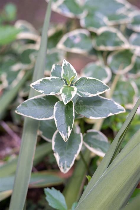 Wintercreeper Or Euonymus Fortunei Evergreen Shrub Plant With Green To