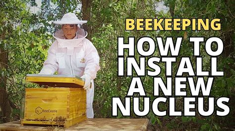 How To Install A Bee Nucleus Into A New Hive Beekeeping Nuc Honeybee Beehive Youtube