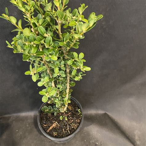 Buxus 'Fastigiata' - Lushingtons