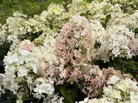 Hortensja Bukietowa Petite Star Coustar Hydrangea Paniculata Albamar