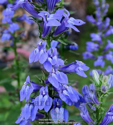 Great Blue Lobelia (Lobelia siphilitica) - Garden.org