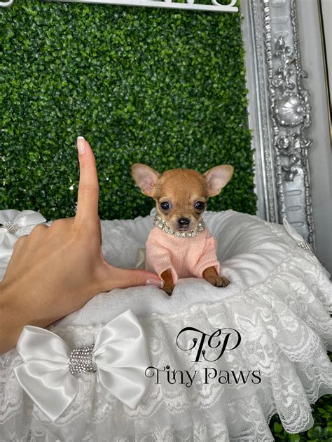 Julie Tiny Teacup Apple Head Chihuahua Puppy - Tiny Paws