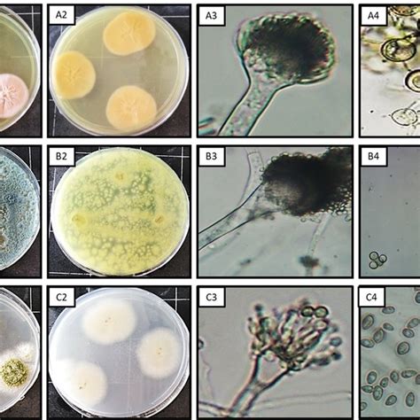 Antimicrobial Antioxidant Cytotoxic Activities And Phytochemical