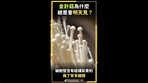 金針菇為什麼總是會「明天見」？農業e報 農業部