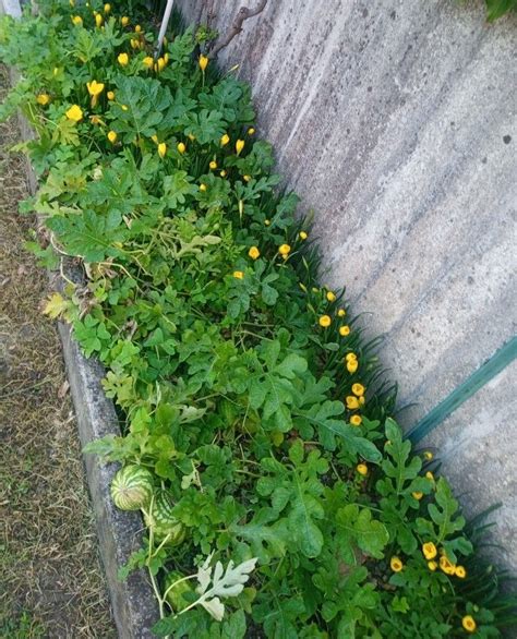 Parsley Herbs Plants Herb Plant Planets Medicinal Plants