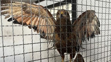 Meio Ambiente de São Gonçalo resgata e reabilita animais silvestres