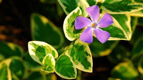 How To Grow And Care For Bigleaf Periwinkle Rayagarden