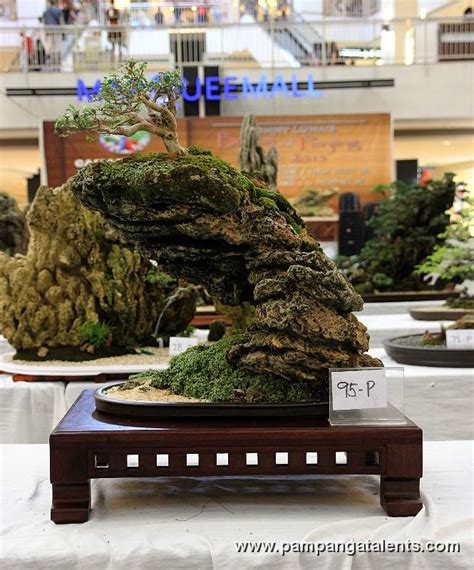 Penjing - Fukien Tea Bonsai