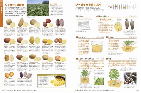 野菜と果物図鑑 ylpPjnpOcT, 本 - thepog.net