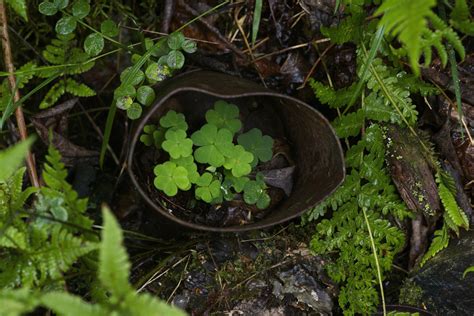 Banco De Imagens Natureza Plantar Folha Flor Pedra Musgo