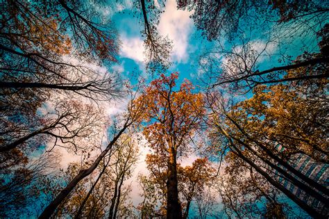 Fondos de Pantalla Cielo Otoño Rama Nube Vista desde abajo árboles