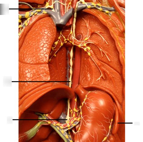 Lymphatic System Model Abdomen Diagram Quizlet