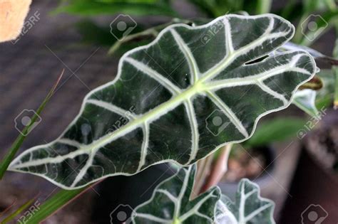 Alocasia Amazonica Elephant S Ears Rhizomatous Perennial With Dark Green Arrow Shaped Leaves