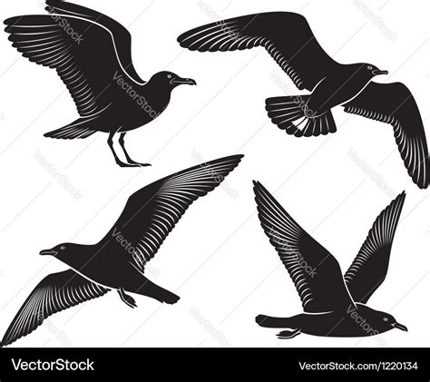 Bird Seagull Royalty Free Vector Image VectorStock