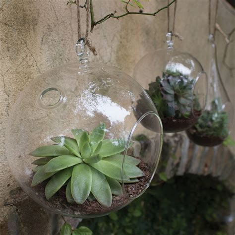 Syndicate Sales Round Terrarium Succulents In Glass Glass Hanging Planters Plants In Glass Bowl