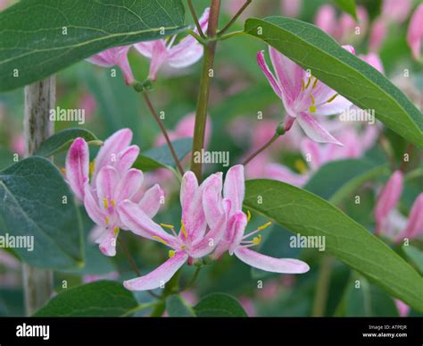 Tartarian Honeysuckle Lonicera Tatarica Lutea Stock Photo Alamy