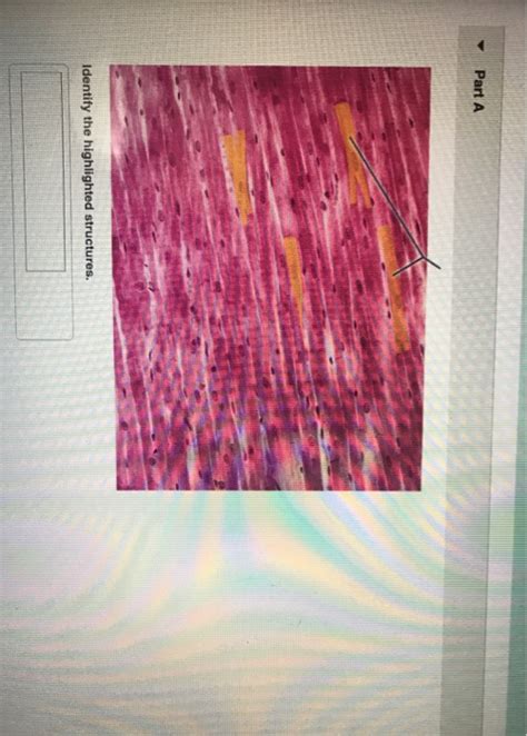 Solved Part A Identify The Highlighted Structure Part A Chegg