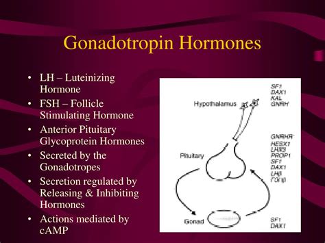 Ppt The Effects Of Inherited Disorders On Gonadotropin Hormones Lh