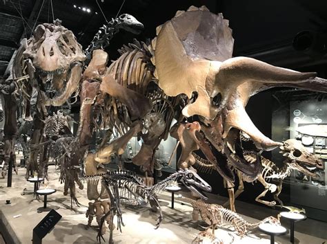 Dino stampede at the Mifune Dinosaur Museum : Dinosaurs