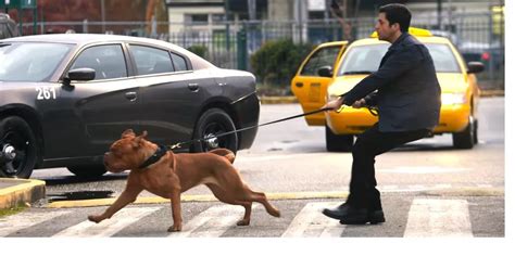 What Is The Turner And Hooch Release Date Disney Plus Series Follows