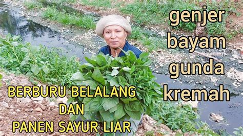 Berburu Belalang Dan Sayur Liar Youtube