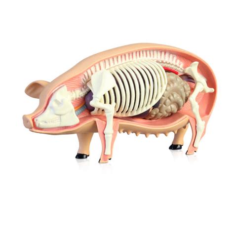 40+ Pig Anatomy Diagram Stock Photos, Pictures & Royalty-Free Images ...