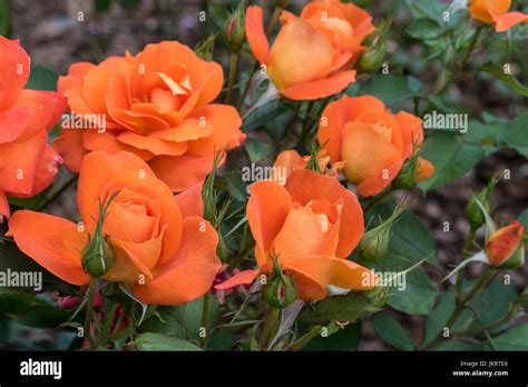 Rose Super Trouper A Bright Orange Floribunda Rose Awarded Novelty Rose Of The Year In 2010