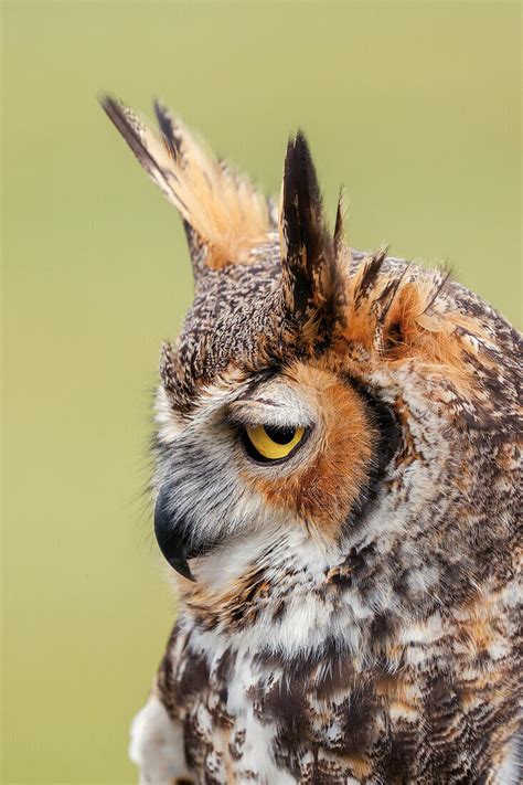 Great Horned Owl Portrait License Image 71417833 Lookphotos