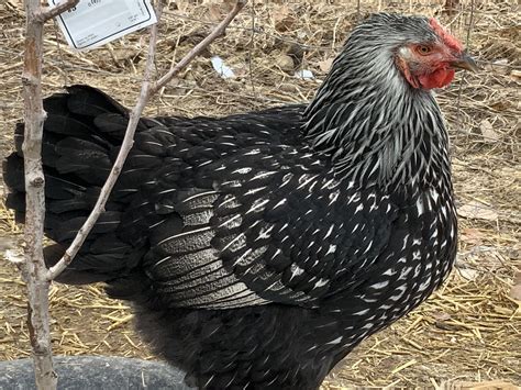 Silver Laced Wyandotte Chickens Backyard Backyard Poultry Chicken