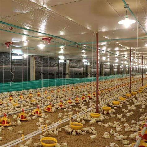 Advanced Automatic Poultry Farming Equipment For Chicken Feeding Line China Chicken Feeding