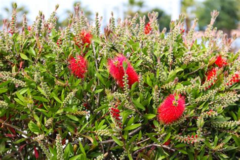 Bottlebrush Plants: Planting & Caring For Callistemon