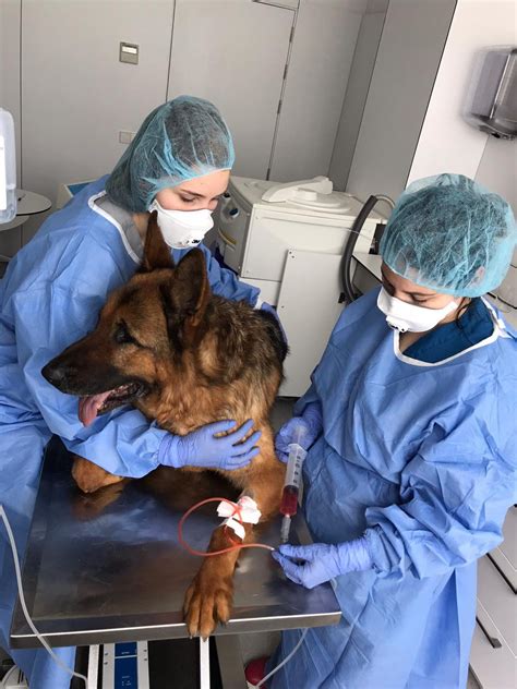 Oncología Veterinaria Avanzada en Madrid Hospital Veterinario Puchol