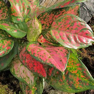 Aglaonema Red Fire Pohlmans The Plant People Phone