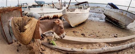 Lamu Island: Guide,Prices,Best time to visit,Weather [2024]