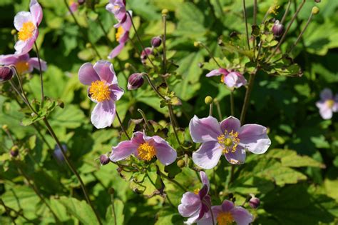 Primrose Pink Flowers - Free photo on Pixabay - Pixabay