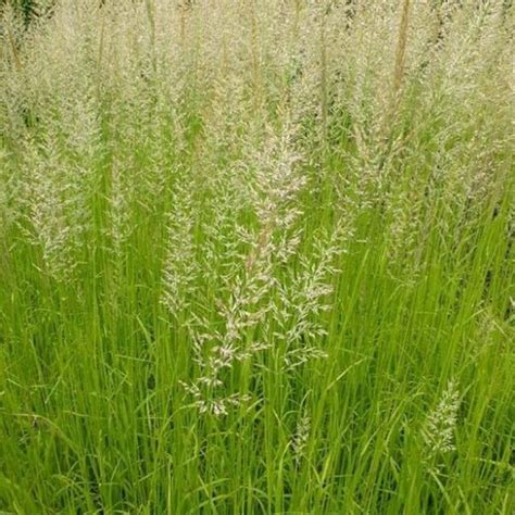 Calamagrostis X Acutiflora Waldenbuch Calamagrostis Acutiflora