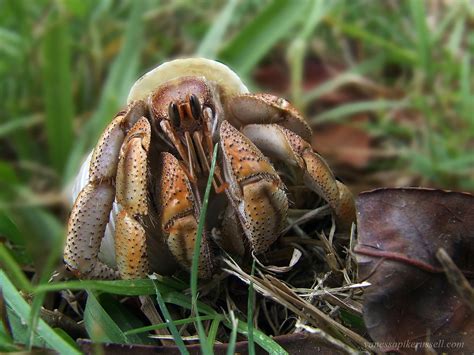 land hermit crab | One of my land hermit crabs. This photo w… | Flickr