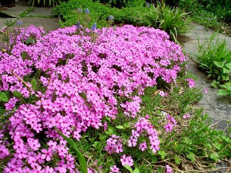 Plante Couvre Sol Soleil Des Vivaces Pratiques Et Esth Tiques