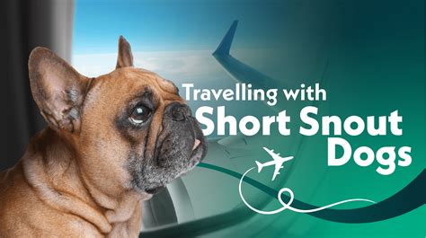 Flying With Snub Nosed Dogs And Brachycephalic Breeds