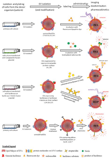 Representation Of Different Strategies Used For Extracellular Vesicle