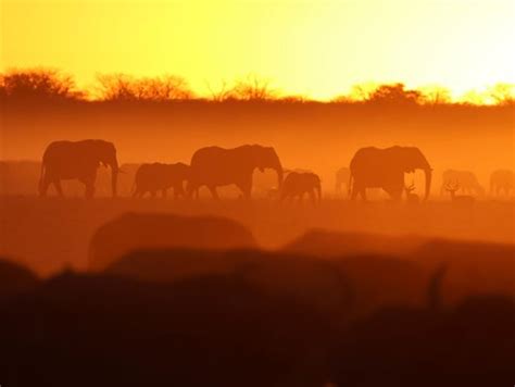 Safaritourismus In Afrika Warum Elefanten In Botswana Zum Problem