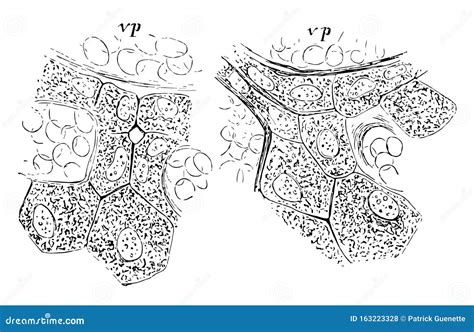 Hepatic Lobule Anatomy With Anatomic Liver Unit Structure Outline