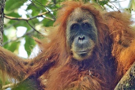 VIDEO Berjuang Untuk Bertahan Hidup Orangutan Tapanuli Dan Ancaman